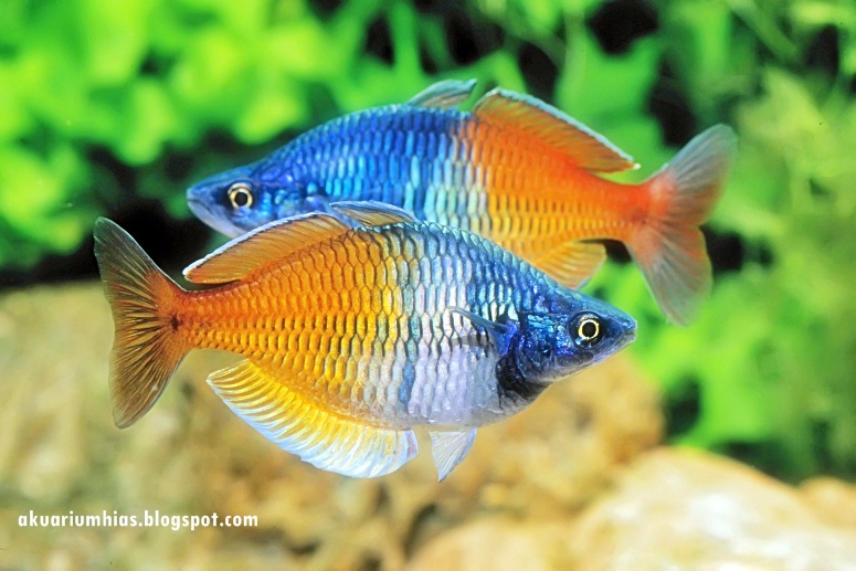 40 Jenis Ikan Hias Air Tawar Yang Banyak Dipelihara Di Indonesia