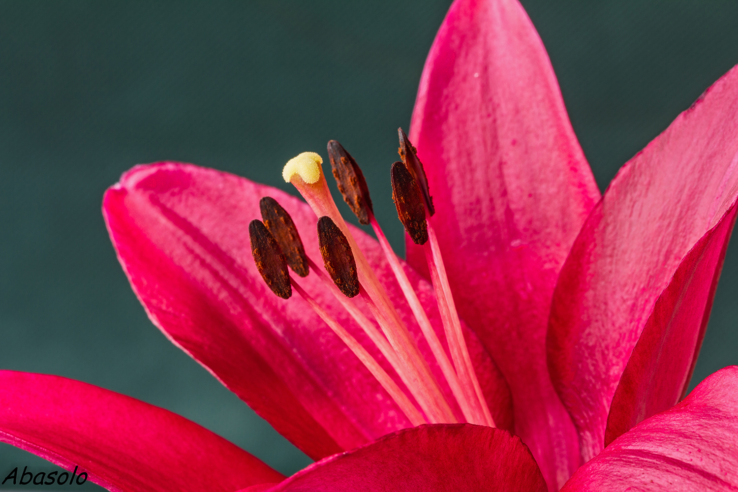 FOTOGRAFÍAS DE NATURALEZA: Lilium Montenegro
