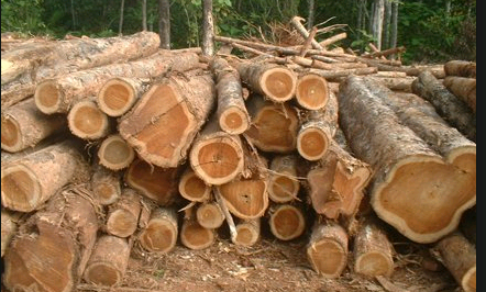 Đặc điểm đặc biệt của cây gỗ tếch và lợi ích của chúng Đặc điểm đặc biệt của cây gỗ tếch và lợi ích của chúng