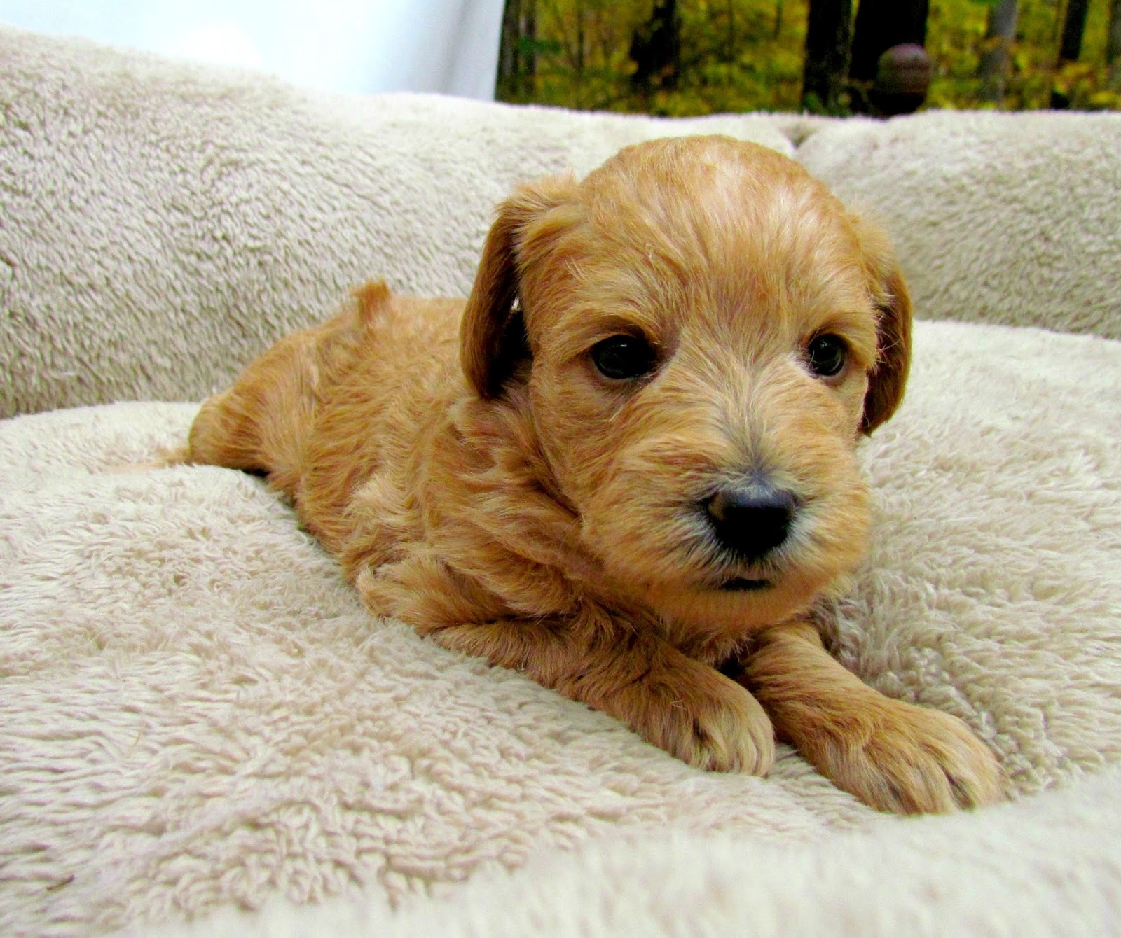 Growing Puppies Virginia Schnoodle Breeder Hypoallergenic Dogs