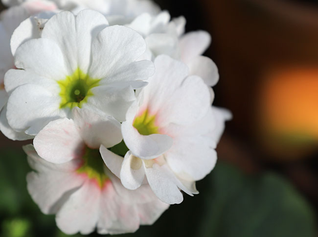 Winter Gardening Ramps Up - Book Reviews Pour In Winter Gardening Ramps Up - Book Reviews Pour In