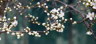 The plum tree really is doing well The plum tree really is doing well