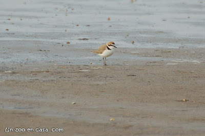 Corriol camanegre (Charadrius alexandrinus)