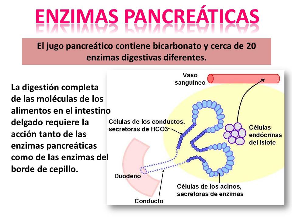 Blog Shido De Fisiología Medica ENZIMAS PANCREÁTICAS