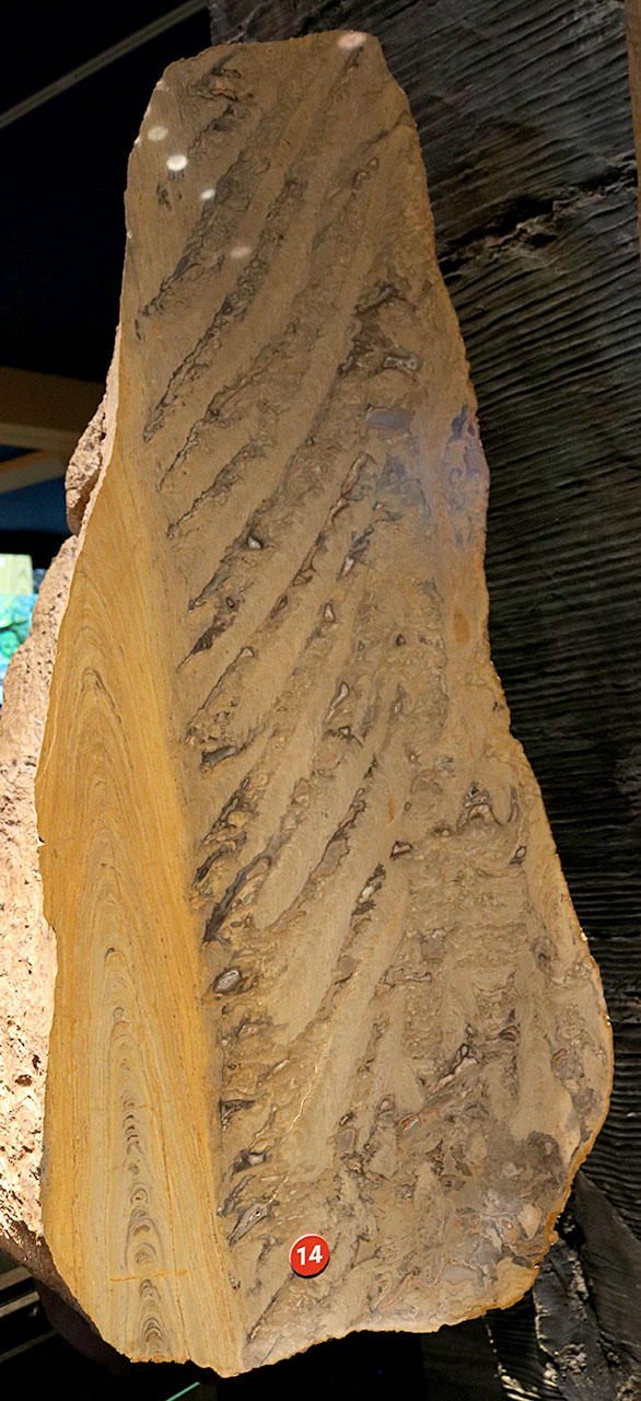 Louisville Fossils and Beyond Precambrian Stromatolite Fossil