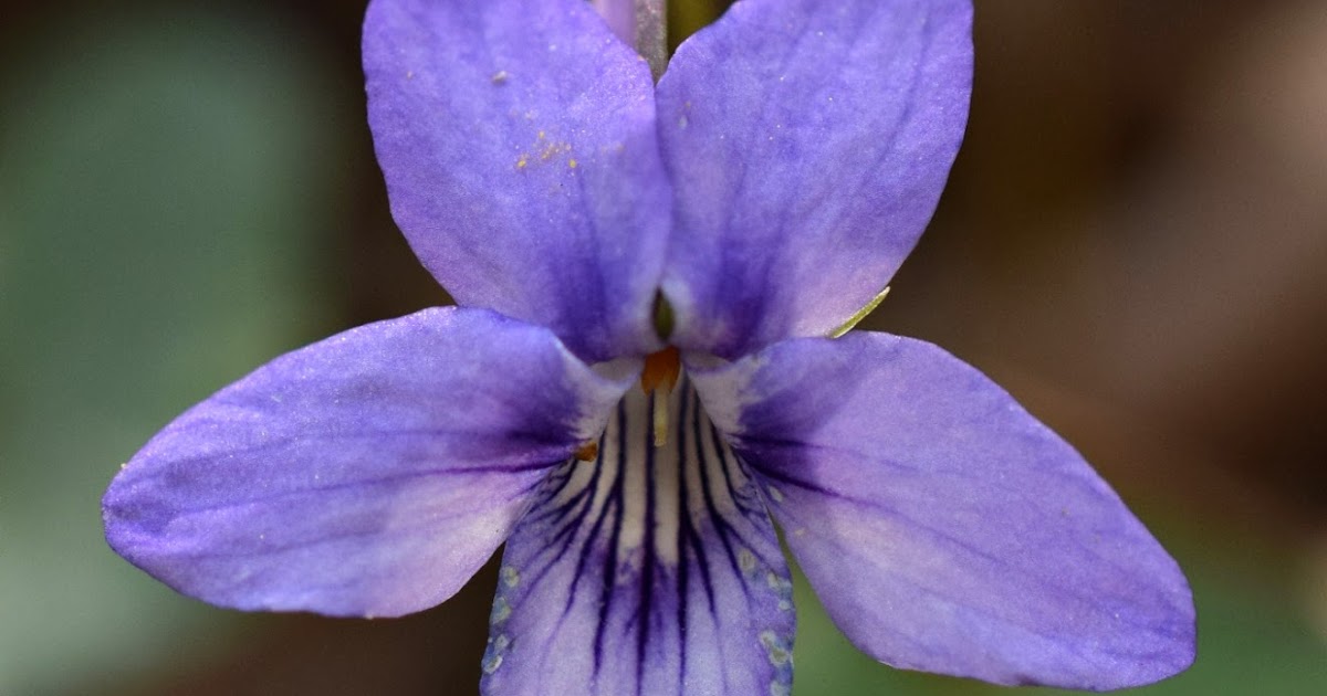 Using Native Plants Violets Are Complicated