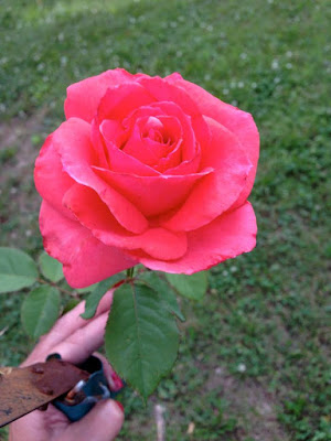 Camelot rose