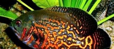 Kisaran Harga Ikan Oscar Batik (Tiger) Sekarang Ini