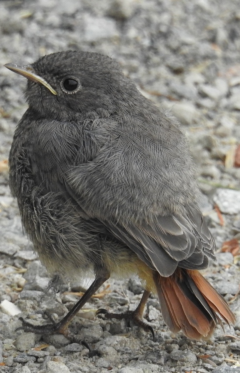 Picture of a black redstart.