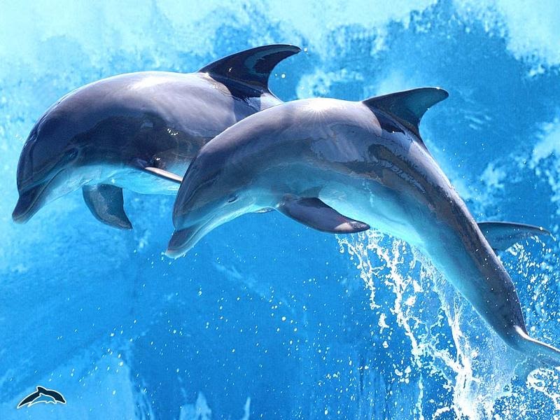 delfinul și viziunea umană)