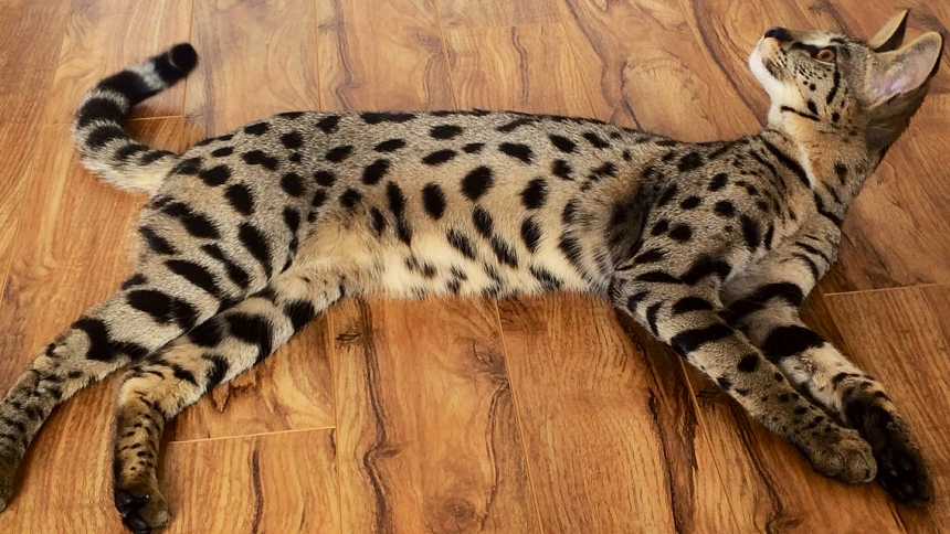 Savannah cats facts Savannah cats facts