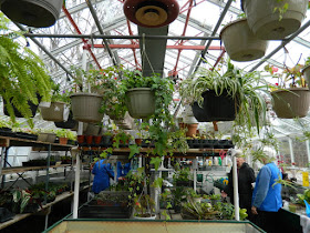 Sunnybrook Volunteer Association greenhouse hanging baskets by garden muses-not another Toronto gardening blog