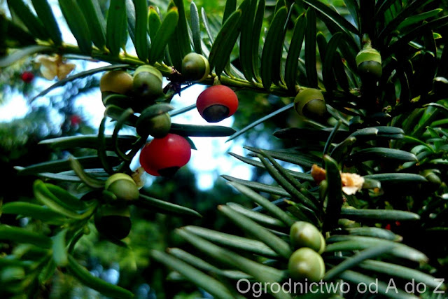 Cis Taxus