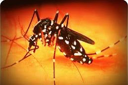 Cegah Demam Berdarah Dengue (DBD), Warga Entrop Bersih Lingkungan
