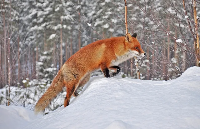 Vos in de sneeuw