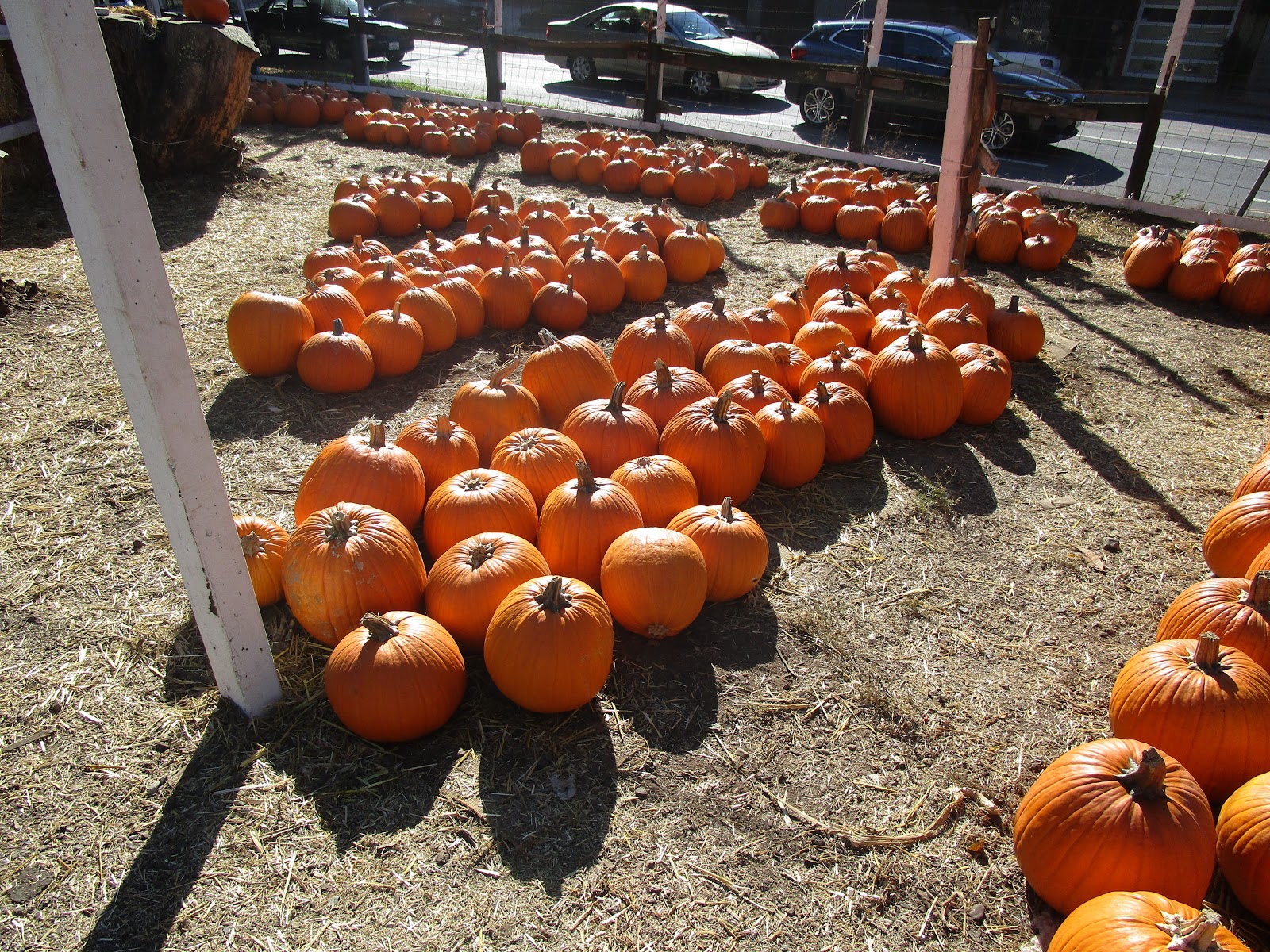 Adventures in Weseland Clancy's Pumpkins