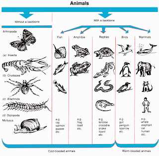 Тест позвоночные животные 8 класс биология