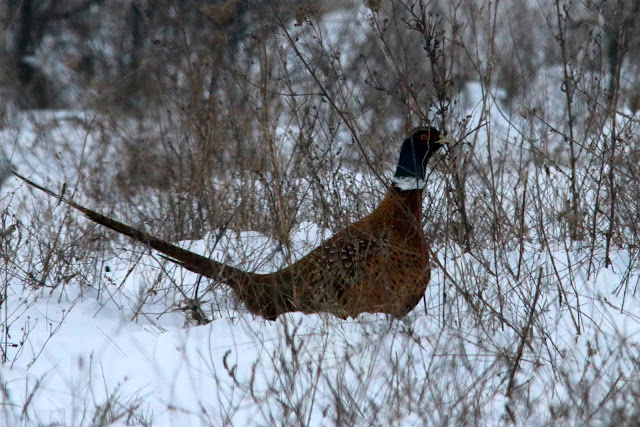 Pheasant in the snow