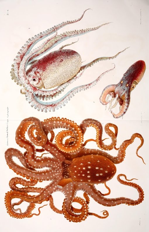 lithograph of cephalopod