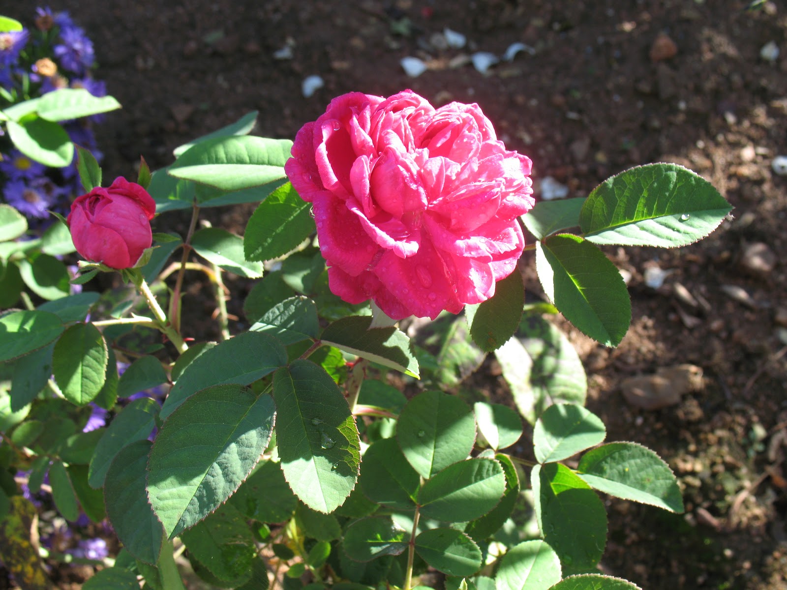 Roses du jardin Chêneland: Rosier 