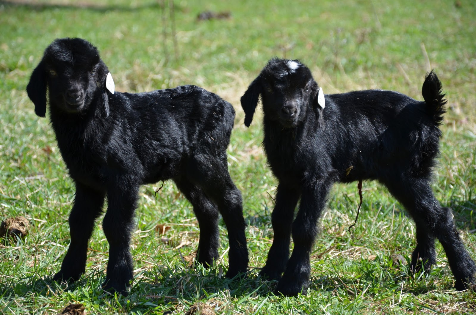 HORSESHOE CANYON RANCH MEAT GOATS April 2011
