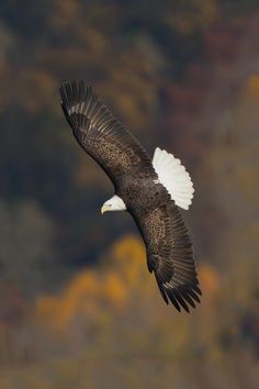 eagle images