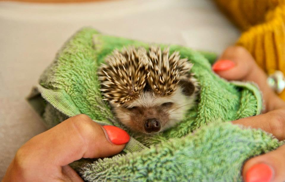 Exotic Nutrition Pet Company Grooming Your Hedgehog Exotic Nutrition