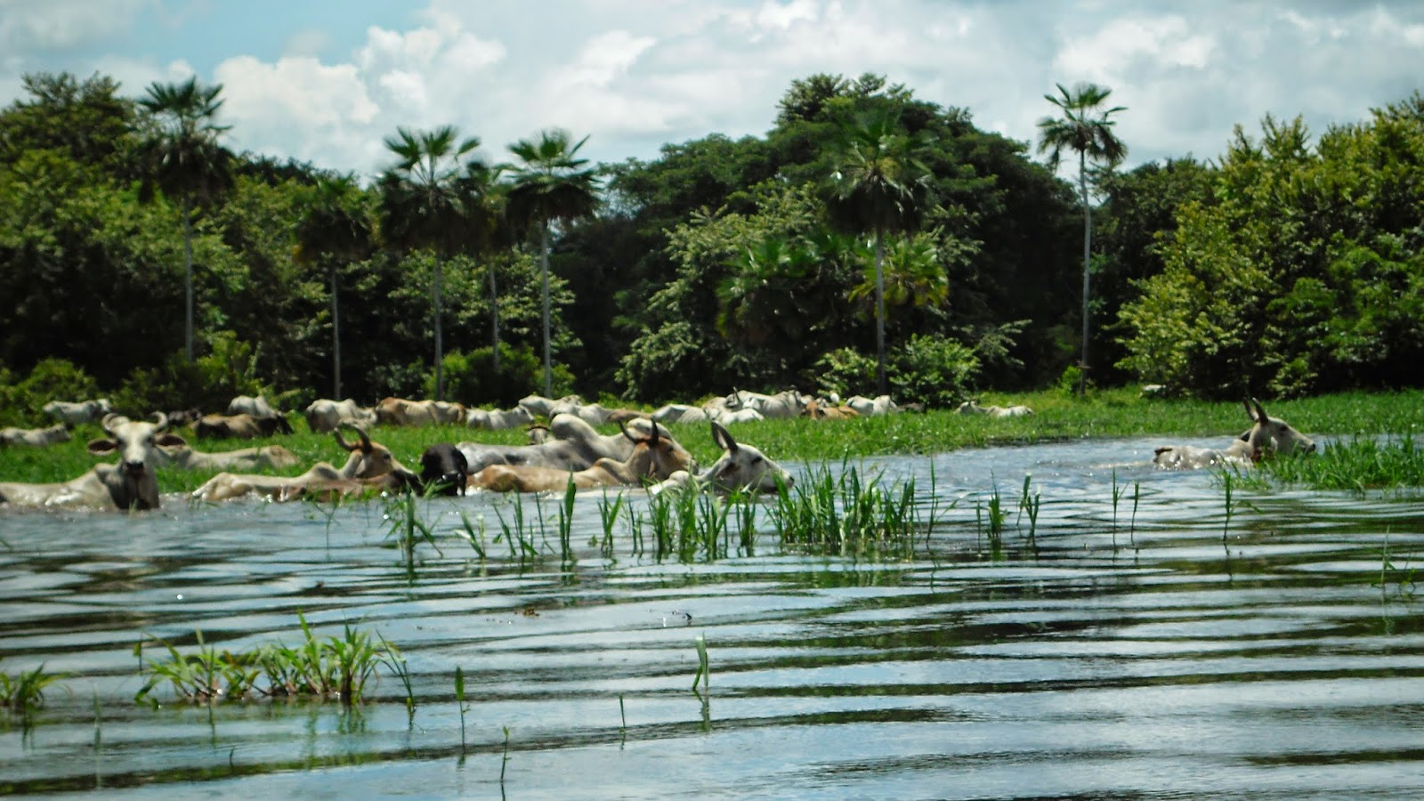 VIVENCIAS LLANERAS DEL ABUELO Parque Aguaro Guariquito, Maravilla
