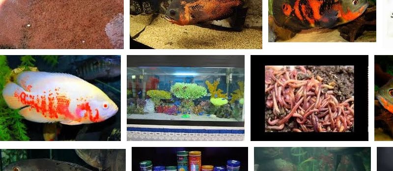 Makanan Ikan Oscar untuk Segala Umur Sekaligus Warna