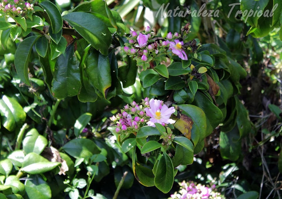 Vista del arbusto Cactus Rosa, Pereskia grandifolia