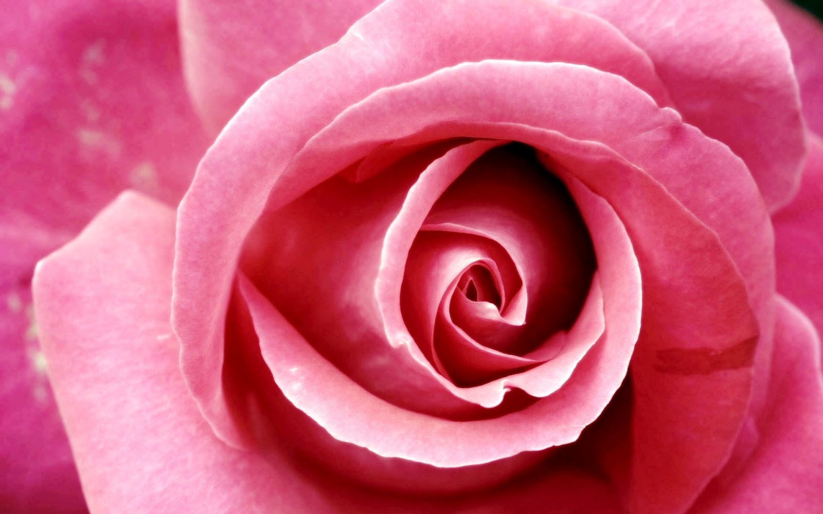 http://4.bp.blogspot.com/-qoJ84B3C-Hg/T0a-k9WAiaI/AAAAAAAADwo/zZ1ydGFowcA/s1600/beautiful_pink_rose-wide.jpg