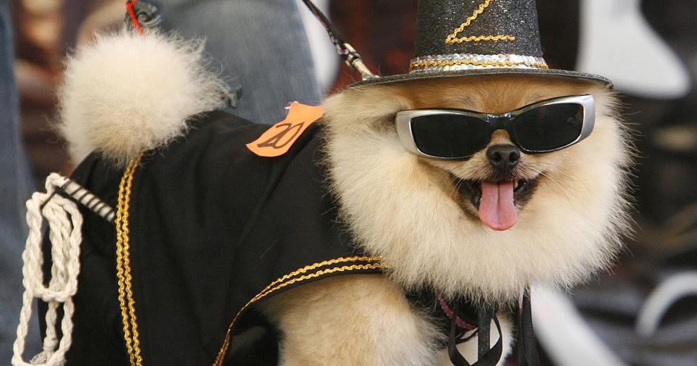 Designer dog t shirts Clearance