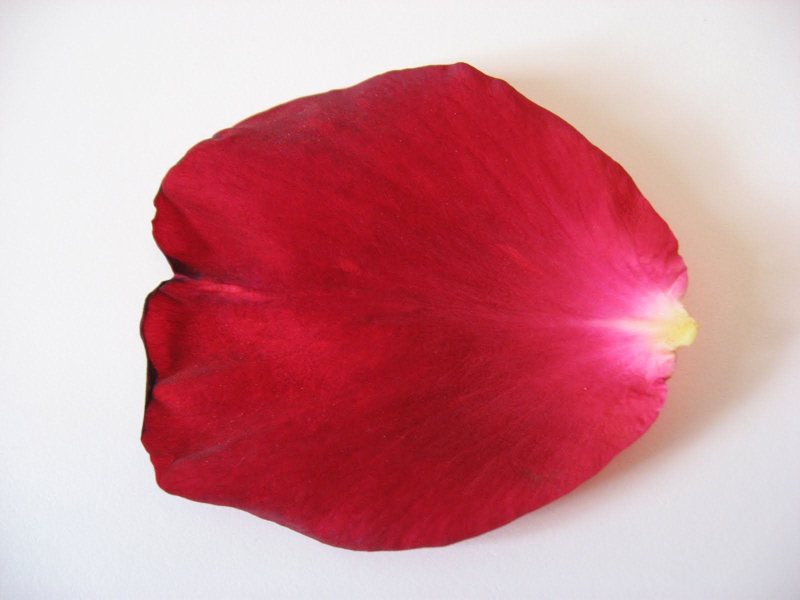 clip art rose petals - photo #39