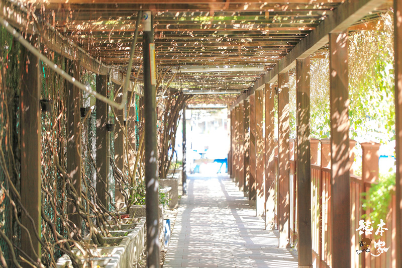土城希望之河廣場櫻花|貨饒拱橋旁櫻花|公館溝櫻花林|土城貨饒里櫻花|新北市櫻花季