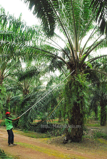 Melaka Oil Palm Tree