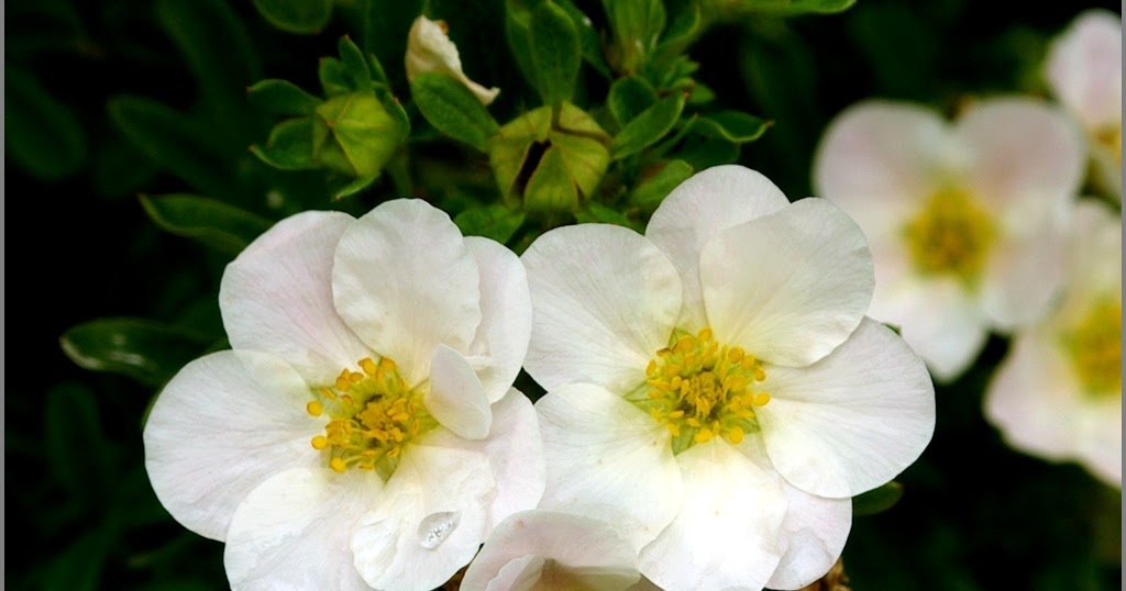Vademecum Interesting Plants Potentilla Fruticosa Pieciornik