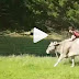 Λίλακ: Η αγελάδα που νομίζει ότι είναι άλογο!!!  Όταν οι γονείς της Regina Mayer καταρράκωσαν τις ελπίδες της να αποκτήσει άλογο, η 15χρονη κοπέλα δεν έκατσε με σταυρωμένα τα χέρια!!! ...  ( ΦΩΤΟ & ΒΙΝΤΕΟ )....  
