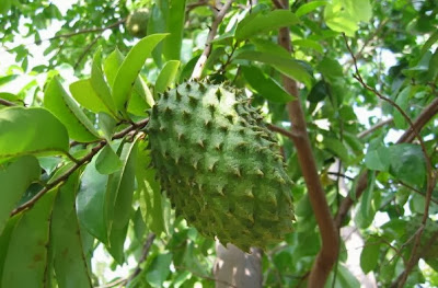 Manfaat Khasiat Buah dan Daun Sirsak Manfaat dan Khasiat Buah dan Daun Sirsak untuk Kesehatan