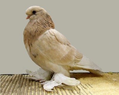 English Long-Faced Tumbler muffed tumbler pigeons