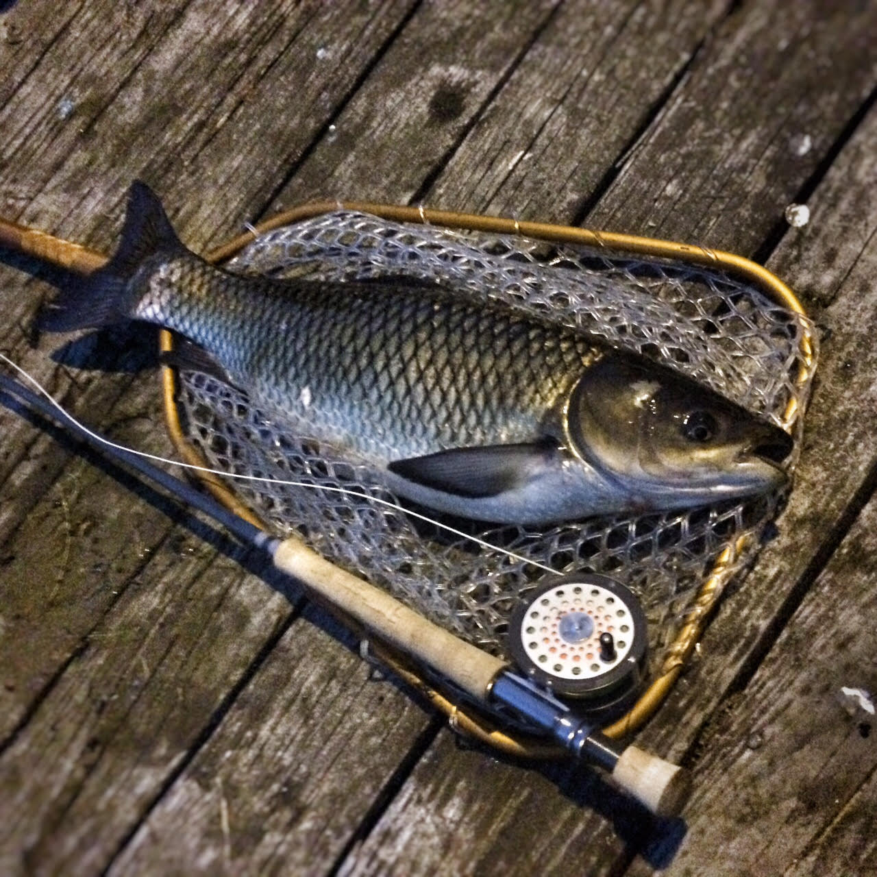 The Fiberglass Manifesto Operation Grass Carp