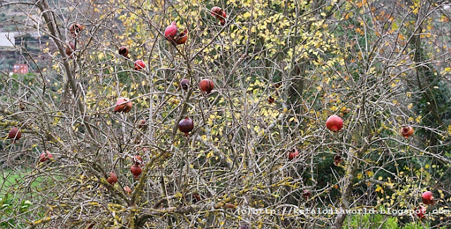 Winter colors of Kefalonia