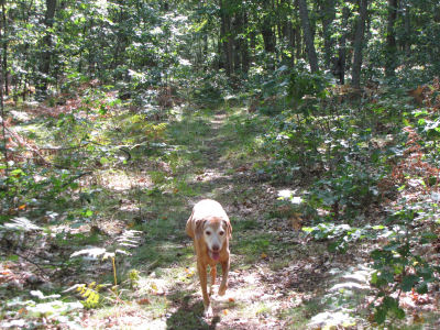 dog on trail