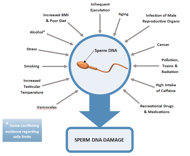 Penyebab Fregmentasi DNA Sperma Penyebab Fregmentasi DNA Sperma