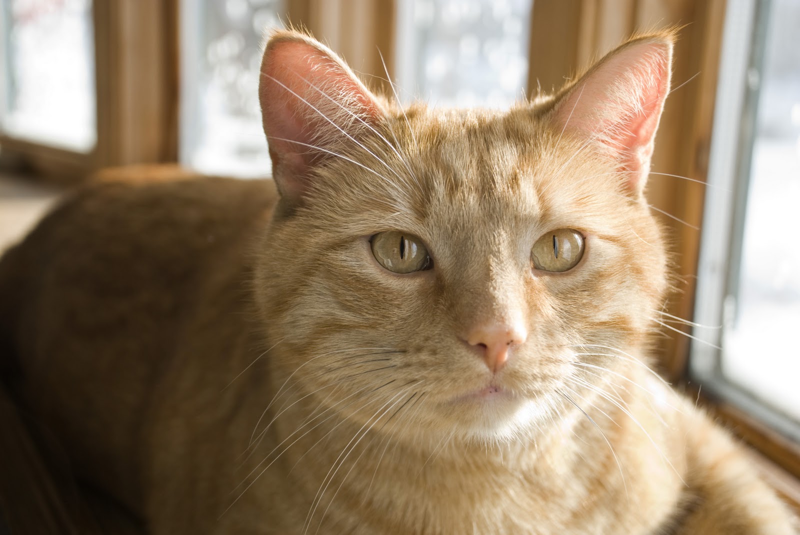 Yellow Cat Studio: *Our Pets*