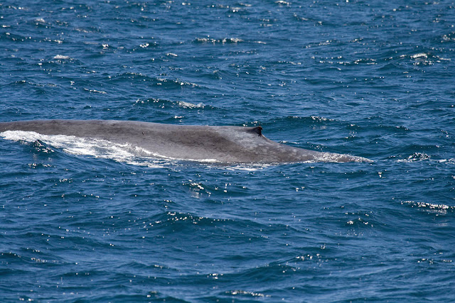 Blue Whale off San Diego Blue Whale off San Diego