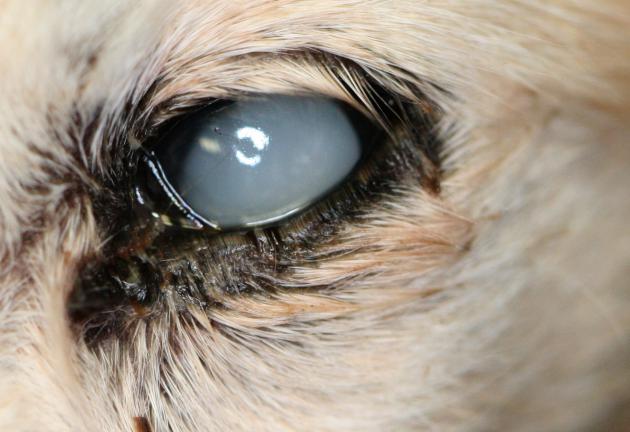 17 Tiny What Do Dog Cataracts Look Like Photo 4k Ukbleumoonproductions