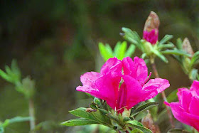 Bright ping azalea flowers