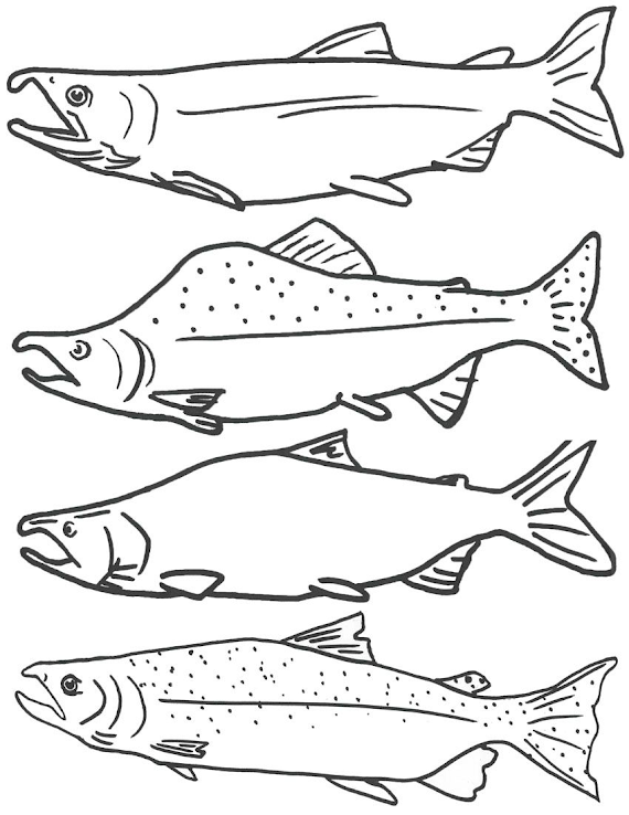 Aneka Gambar Ikan Hitam Putih Untuk Mewarnai