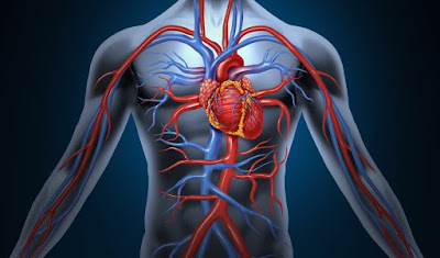 Tăng tuần hoàn máu Tăng tuần hoàn máu