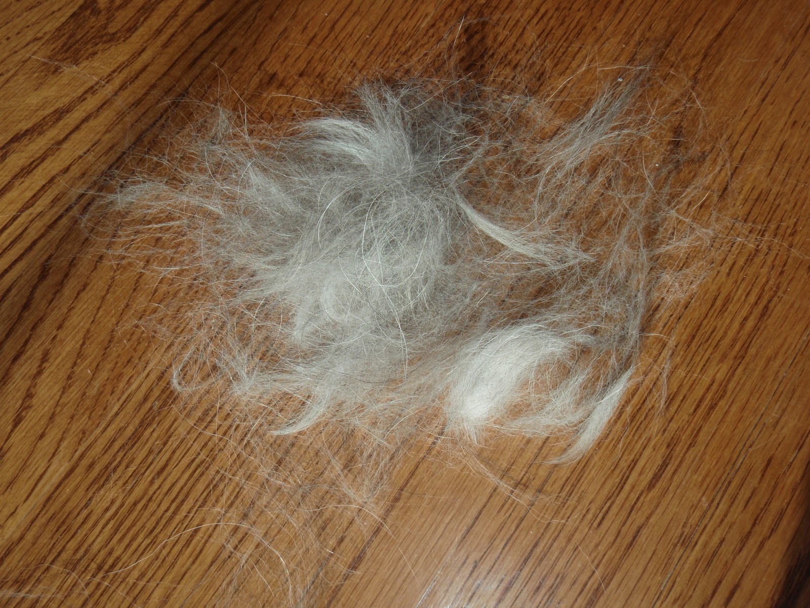 The Chronicles of Cardigan 'I think my dog's coat exploded,' declared